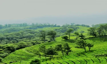 Your Perfect Kerala Getaway