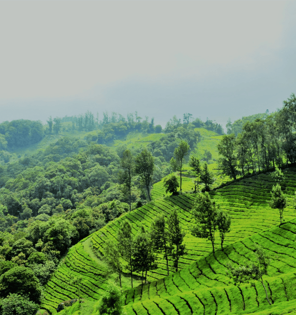 kerala